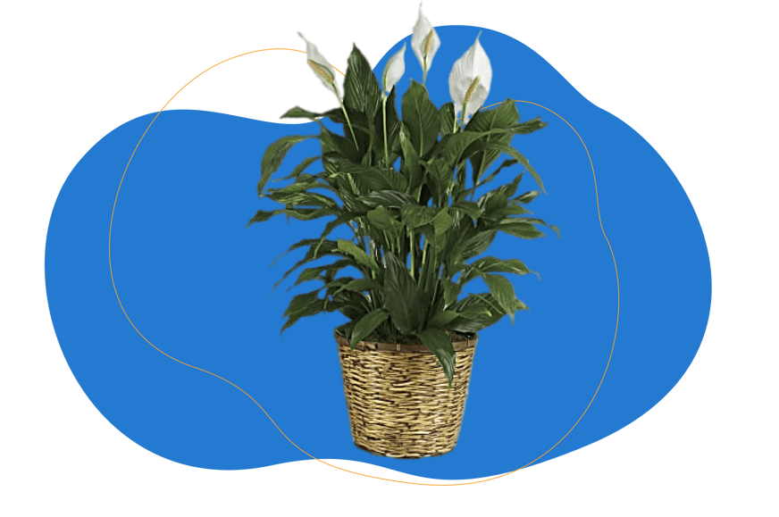 Spathiphyllum - Lepelplant
